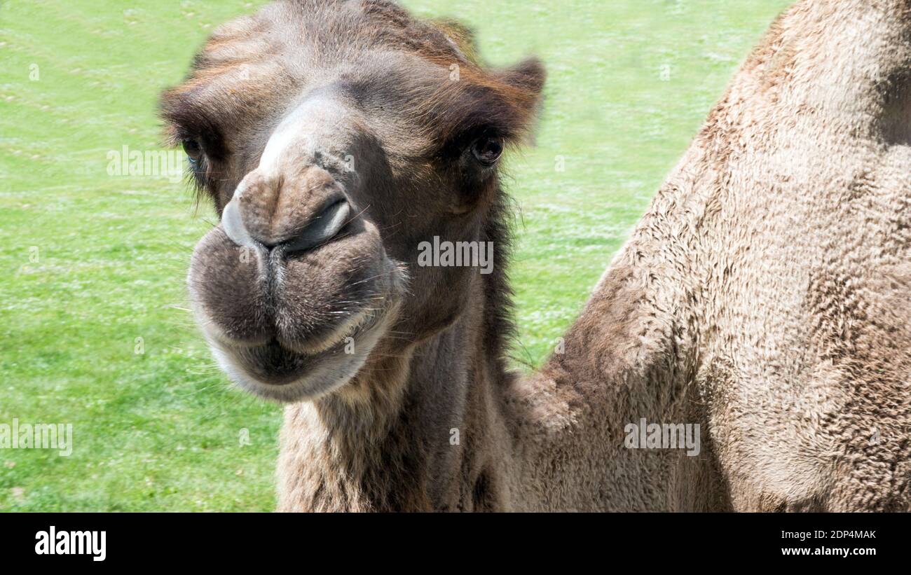 Camel sits on the grass and looks into the lens camera,close-up of the animal on the grass. Stock Photo