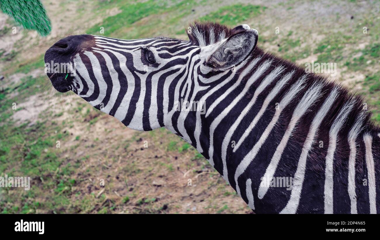 Zebra eat grass,foliage from tree.Closeup of animal in the field,wild