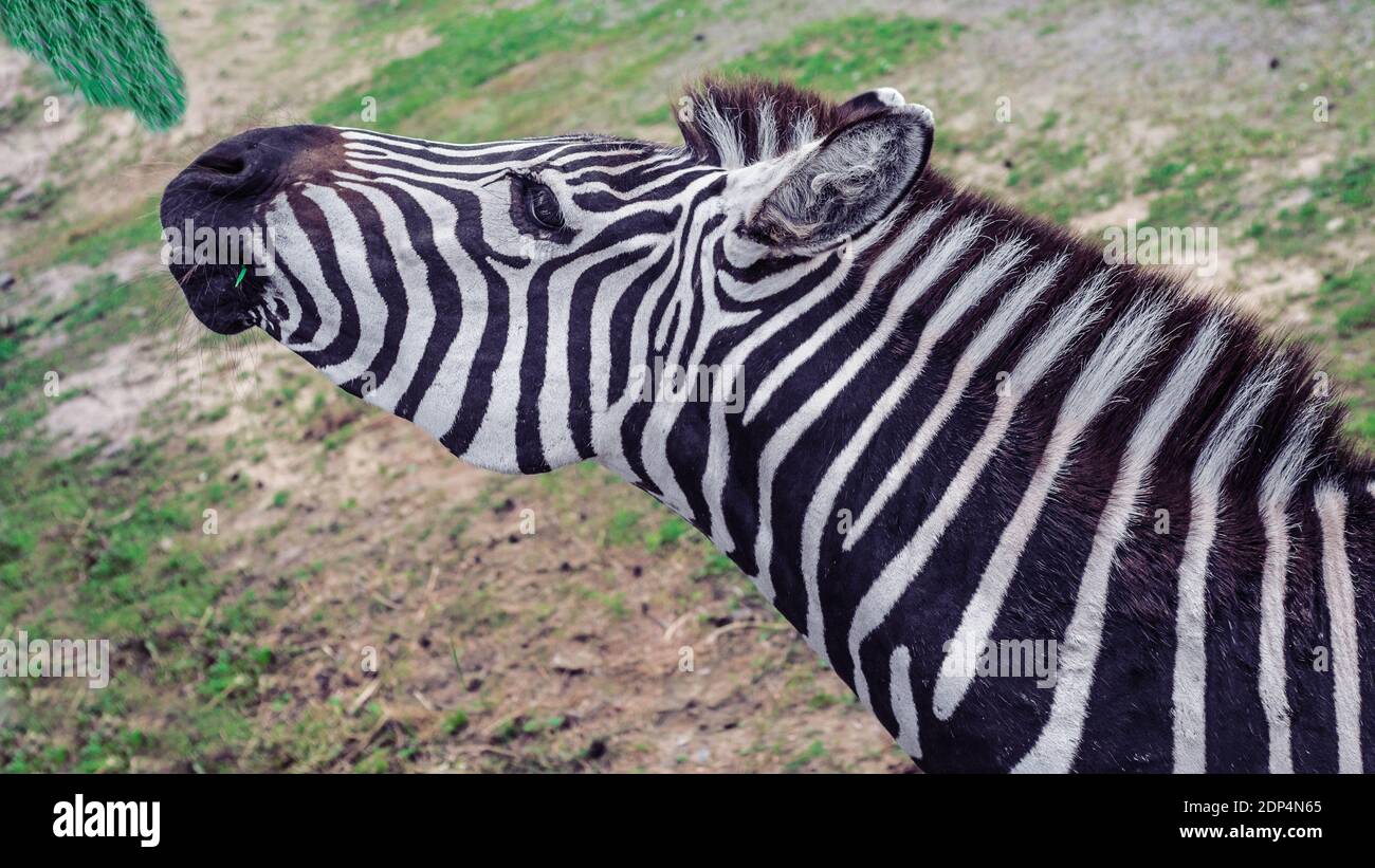 Zebra eat grass,foliage from tree.Close-up of animal in the field,wild environment.Striped animal. Stock Photo