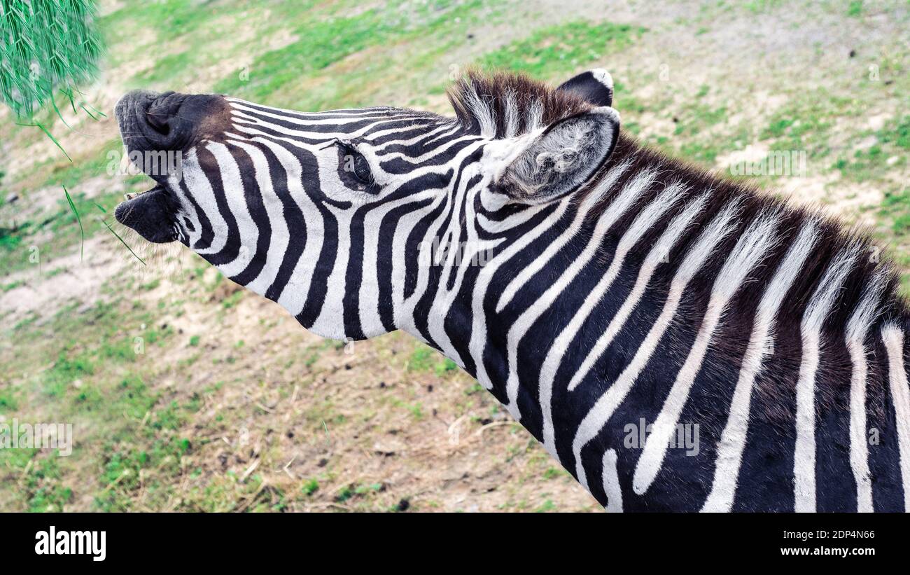 Zebra with open mouth trying to eat green foliage,hungry animal,wild environment,close-up. Stock Photo