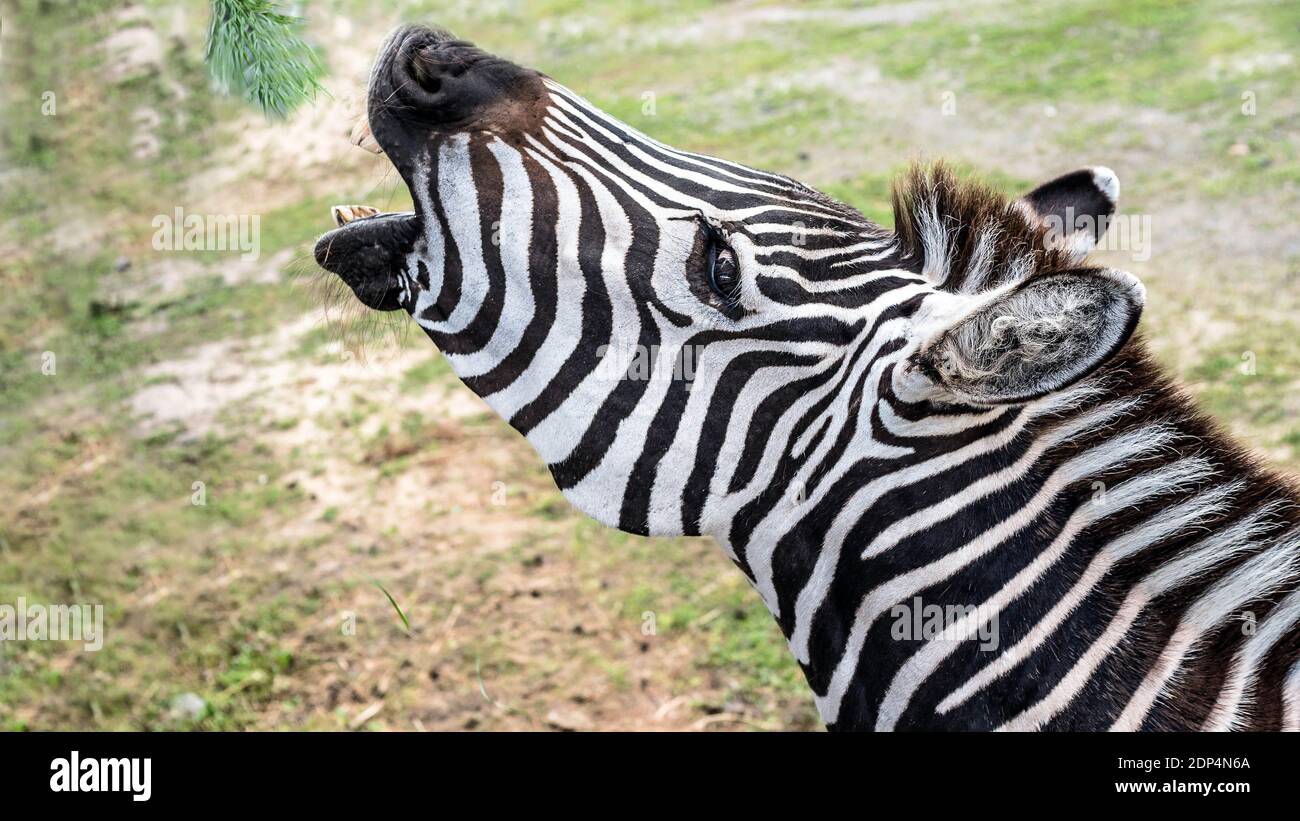 Zebra with open mouth trying to eat green foliage,hungry animal,wild environment,close-up. Stock Photo