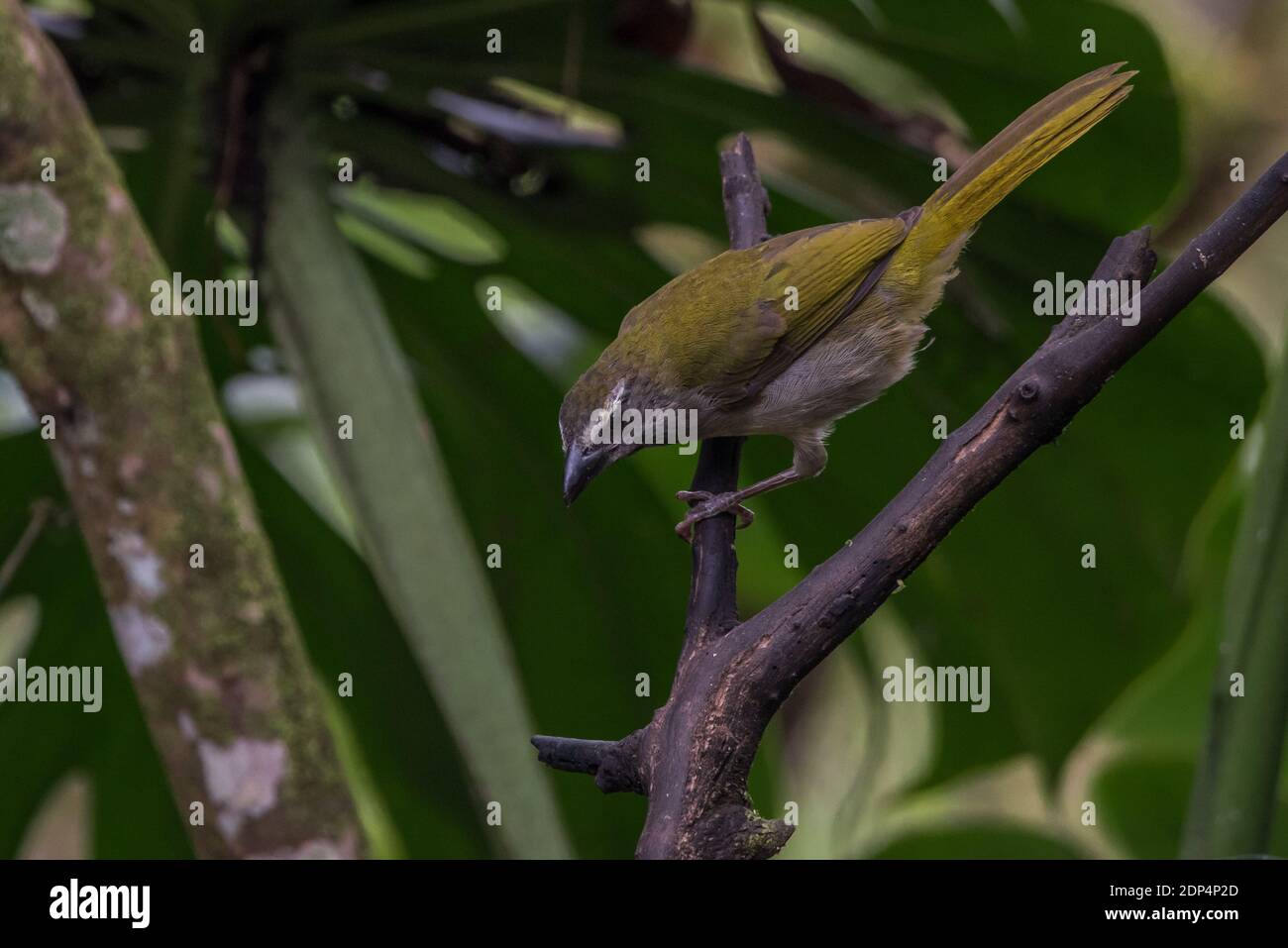 Buff throated Saltator (Saltator maximus) from yellow house in Mindo, Ecuador. Stock Photo