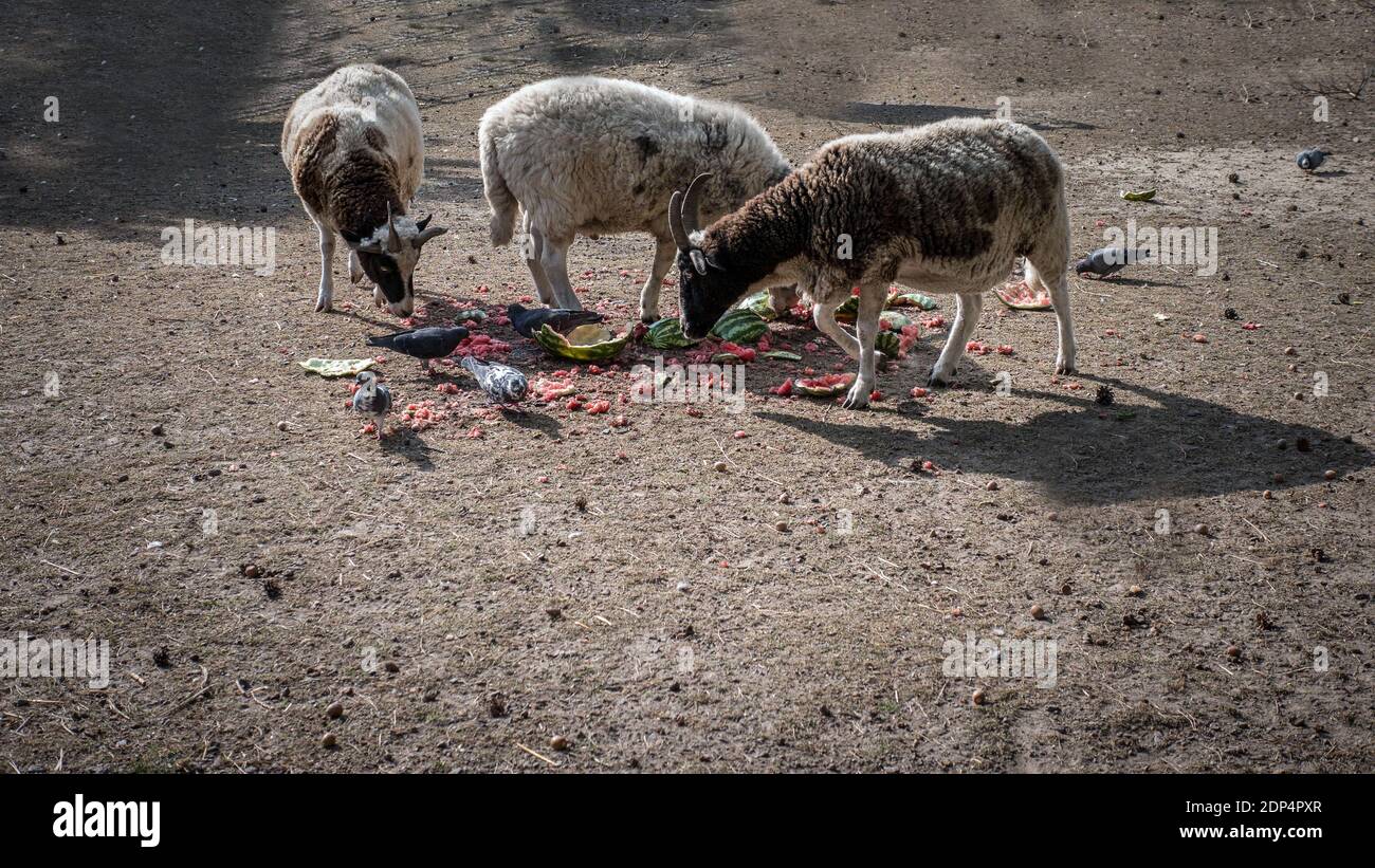 A herd of sheep eats a watermelon,goats graze in the meadow Stock Photo ...