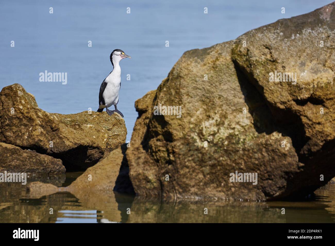 Pied Shag bird in the New Zealand Stock Photo