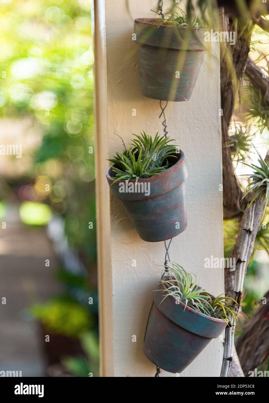 Potted Air Plants hanging on garden trellis post Stock Photo