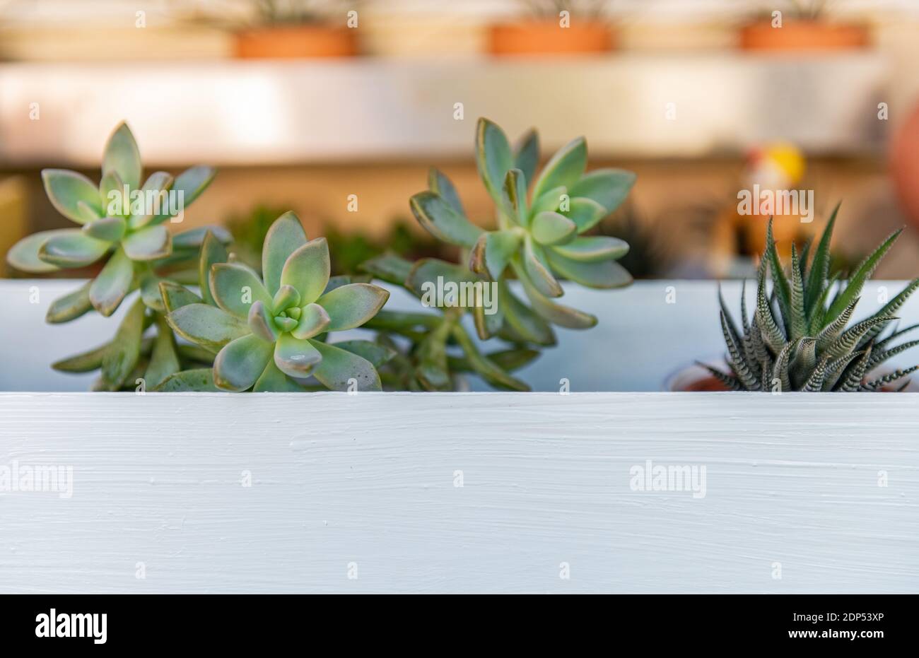 Succulent Plants in garden container near a window. The plants are Crassula 'Spring Time' Succulents. Stock Photo