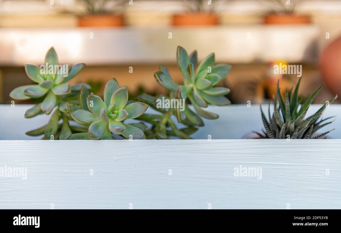 Succulent Plants in garden container near a window. The plants are Crassula 'Spring Time' Succulents. Stock Photo