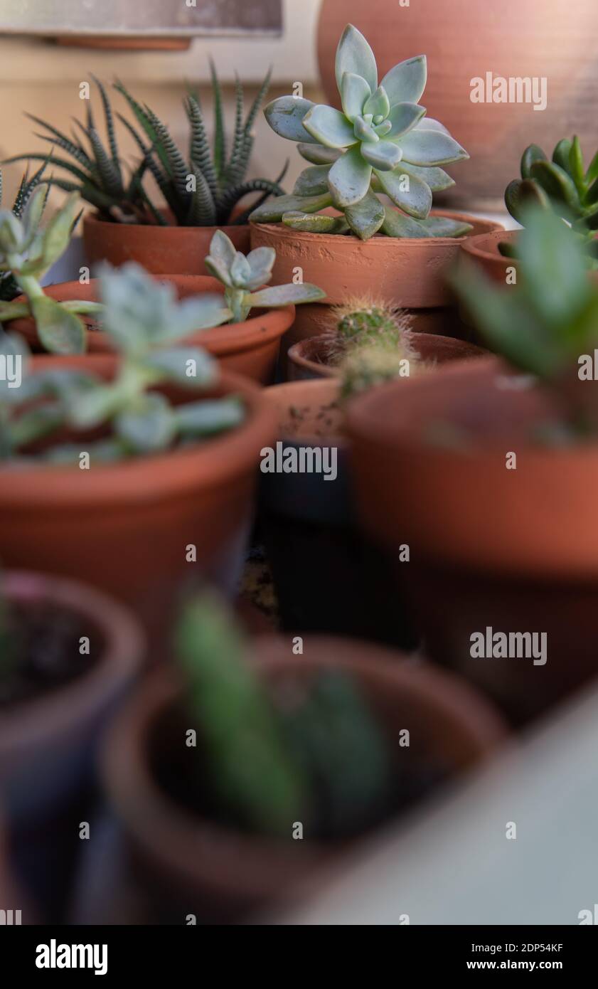 Variety of Succulent Plants in Tiny Pots Stock Photo Alamy