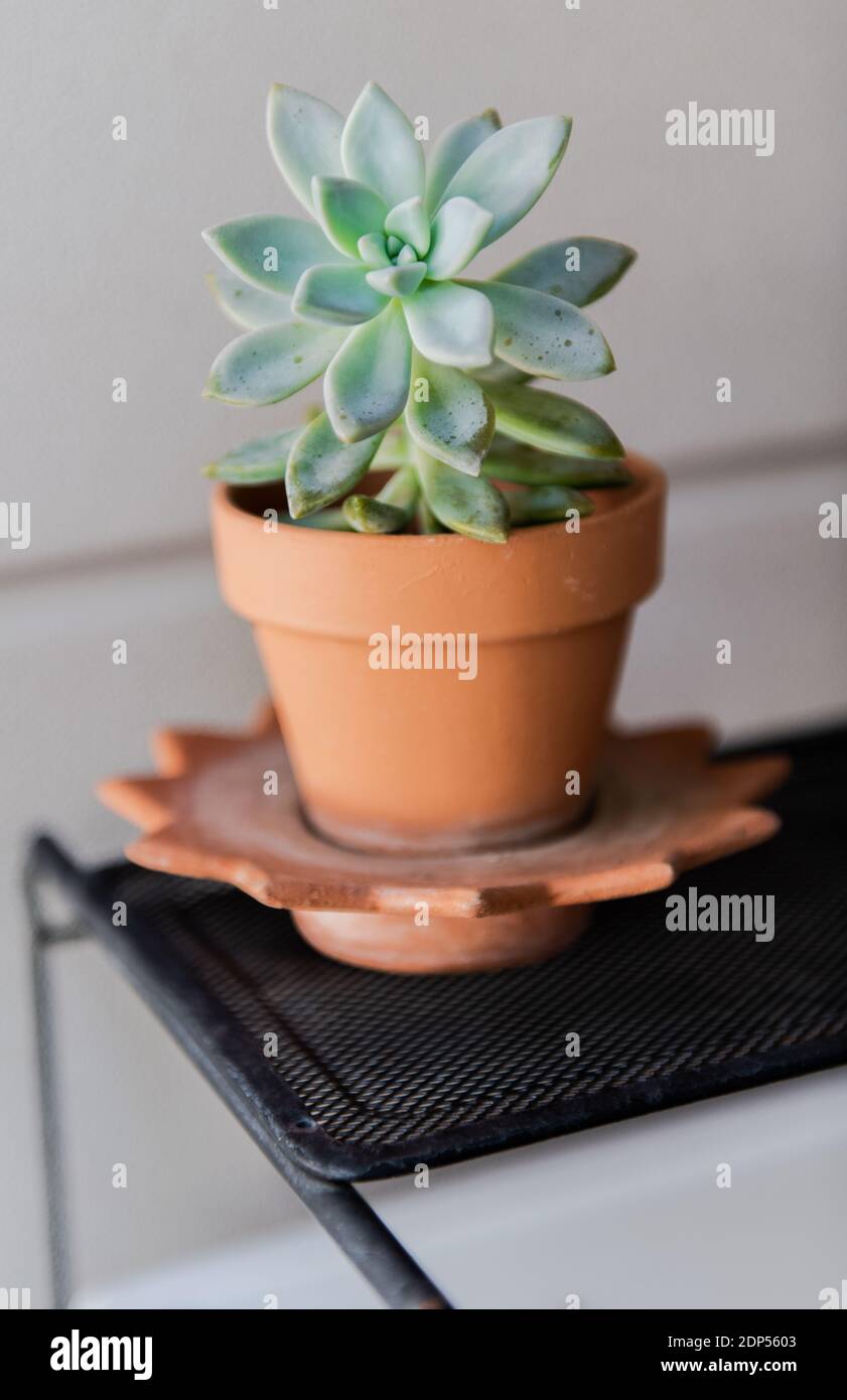 Crassula 'Spring Time' Succulent Plant in a Pot in the Garden Stock Photo