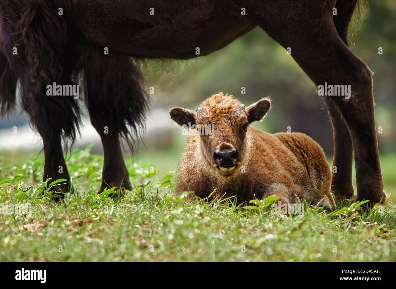 Calf lying down hires stock photography and images Alamy