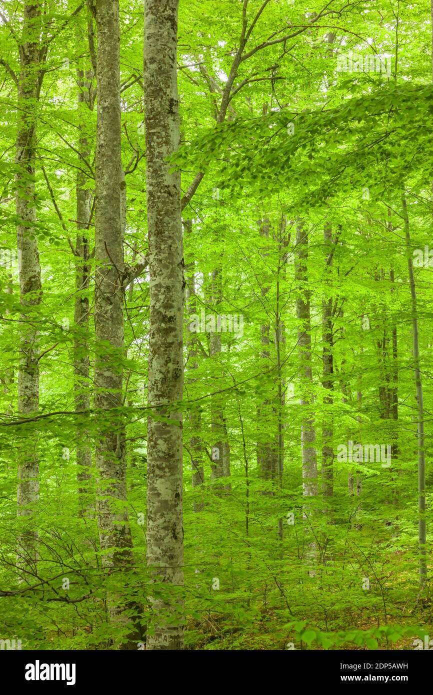 Virgin forest of beech trees, near Rila Monastery, Kyustendil Province, Bulgaria, Southeast Europe, Europe Stock Photo