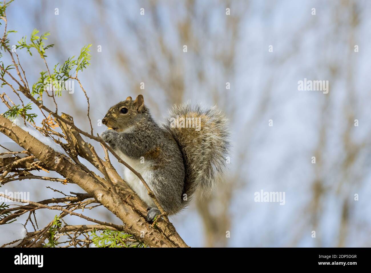 American squirrel eats a nut in the winter feeding with walnuts Stock Photo