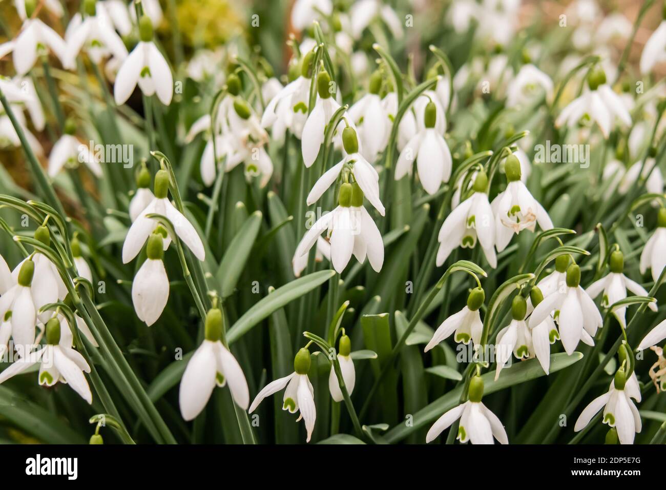 Macro from blooming Snowdrops in Full Frame Stock Photo