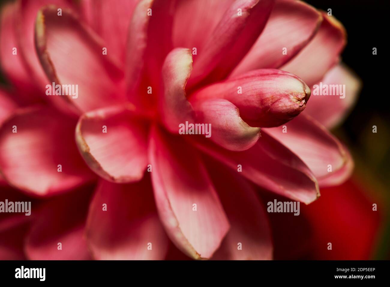 Close up of the petals of a pink Hawaiian ginger plant with shallow depth of field Stock Photo