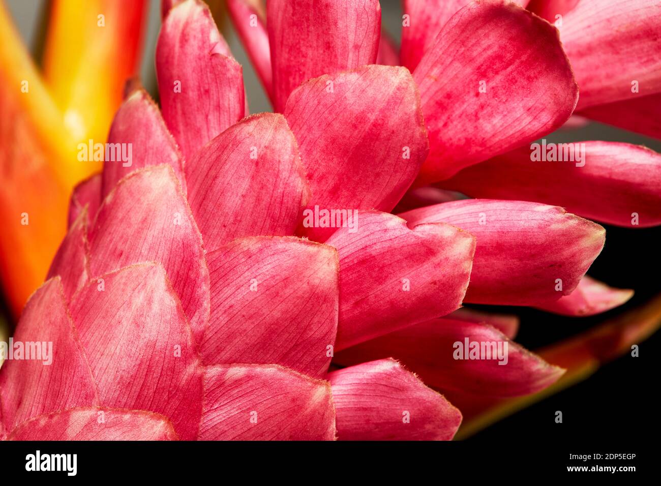 Close up of the petals of a pink Hawaiian ginger plant with shallow depth of field Stock Photo