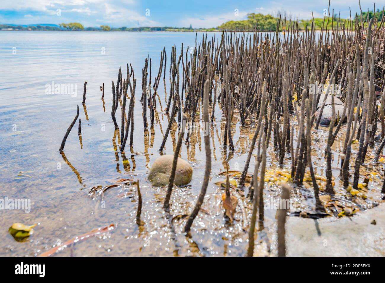 River Mangroves (Aegiceras corniculatum) exposed by the low tide on the banks of the Coolongolook River near Forster, New South Wales, Australia Stock Photo