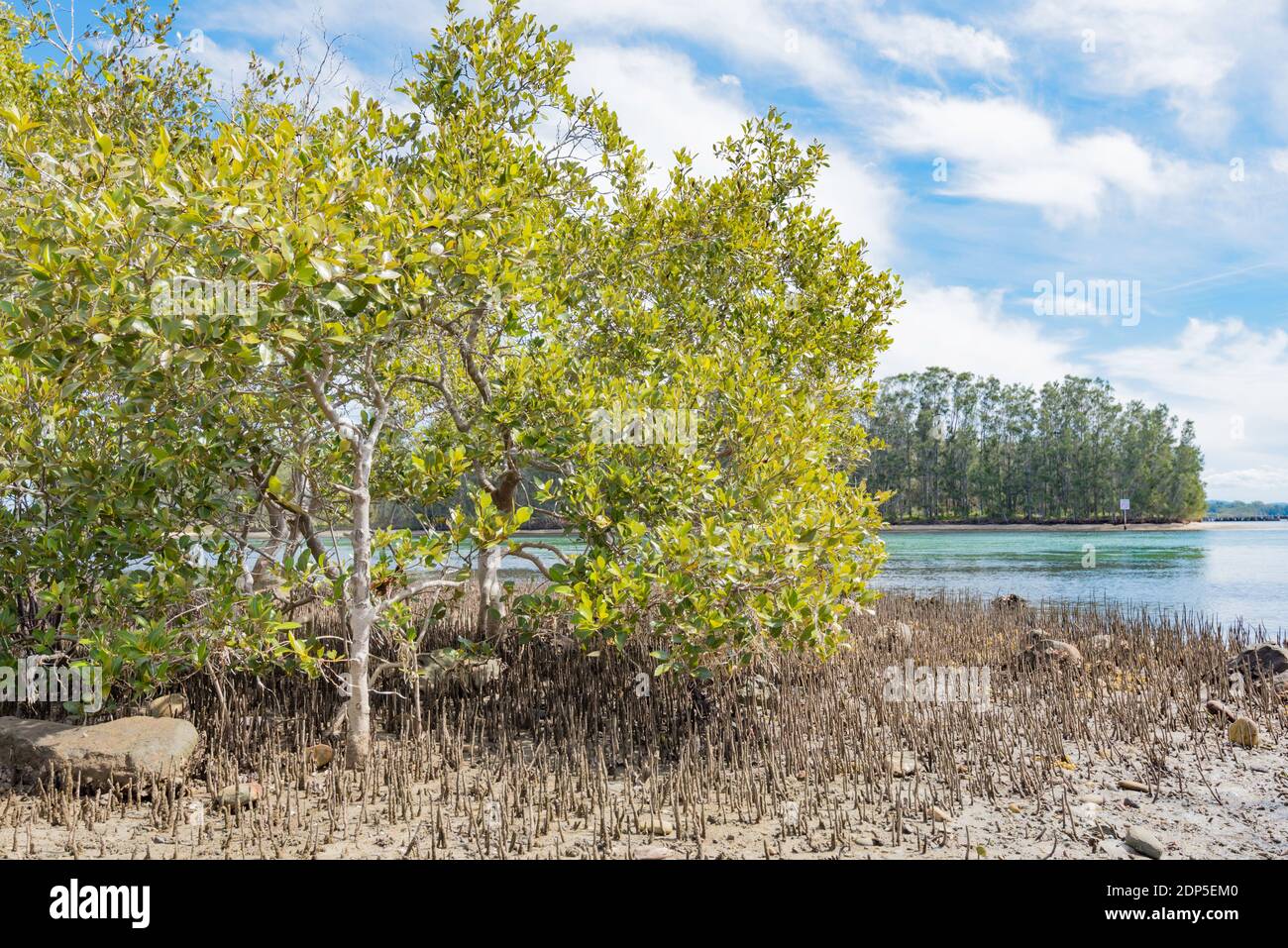 River Mangroves (Aegiceras corniculatum) exposed by the low tide on the banks of the Coolongolook River near Forster, New South Wales, Australia Stock Photo