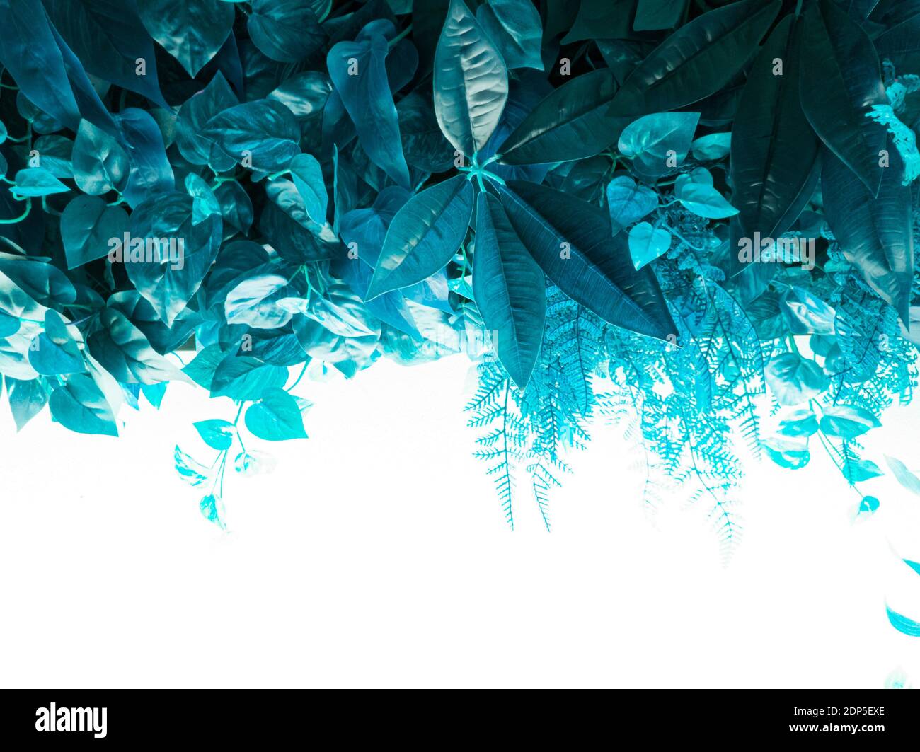 Tonal effect image of sagging plants 13 Stock Photo - Alamy
