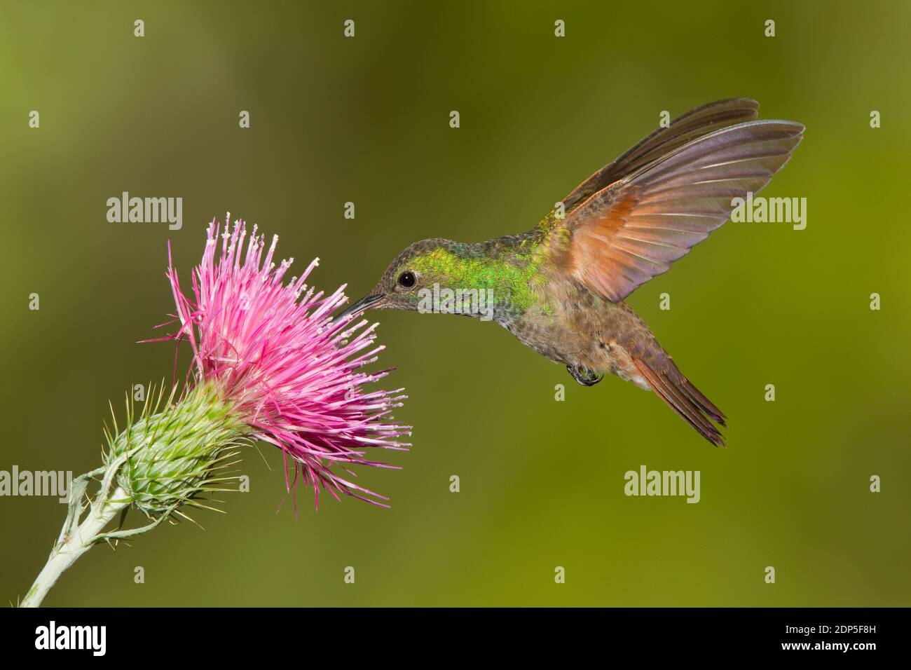 Berylline Hummingbird female, Amazilia beryllina, feeding at thistle, Cirsium sp., Asteraceae. Stock Photo