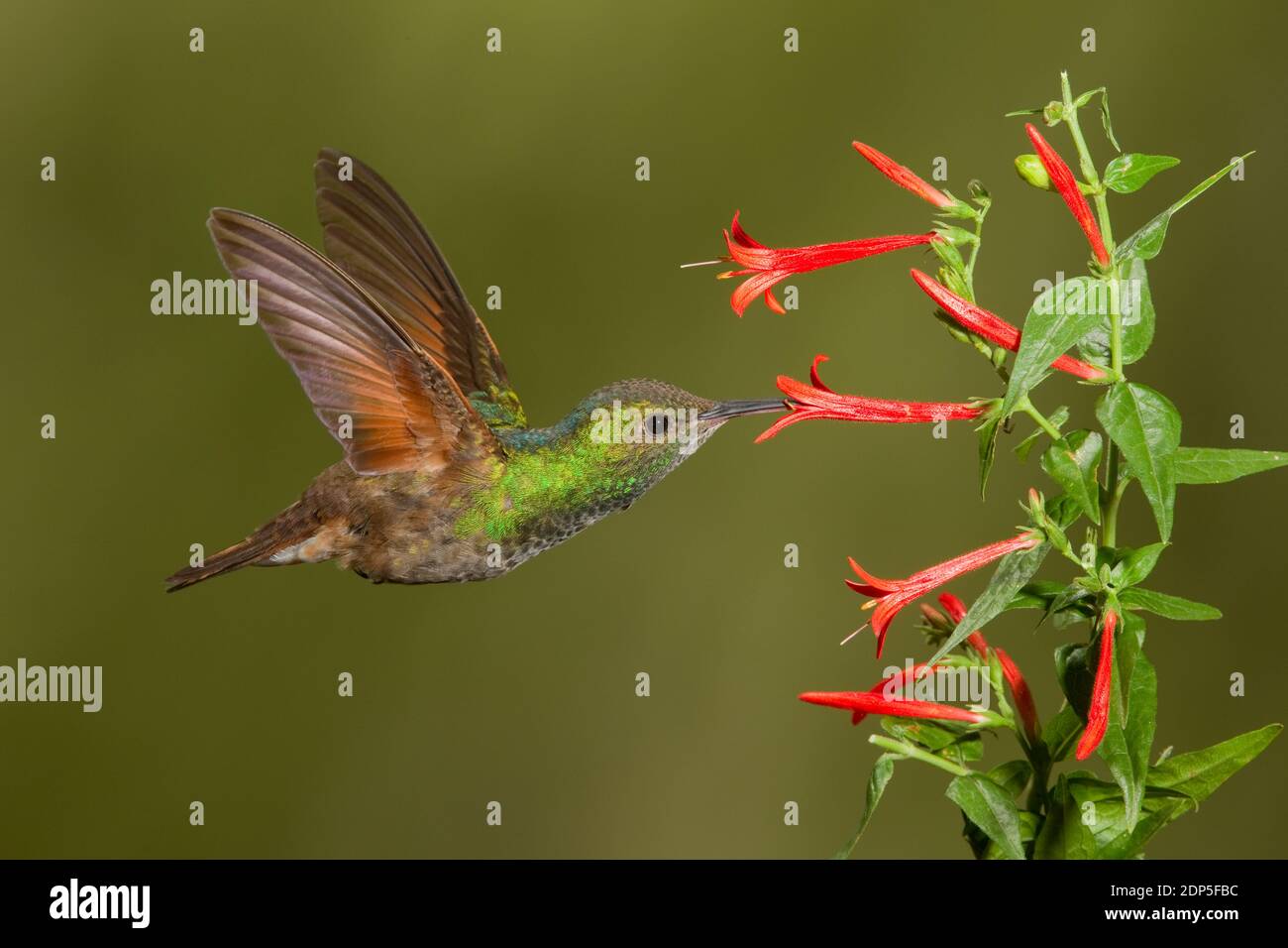 Berylline Hummingbird female, Amazilia beryllina. Feeding at Anisacanthus quadrifidus, Acanthaceae. Stock Photo