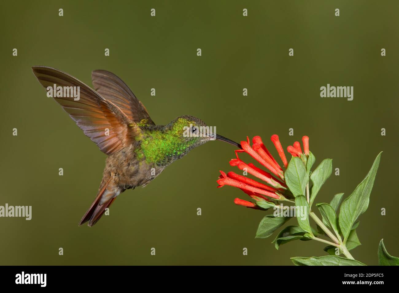 Berylline Hummingbird female, Amazilia beryllina. Feeding at Bouvardia ternifolia, Rubiaceae. Stock Photo