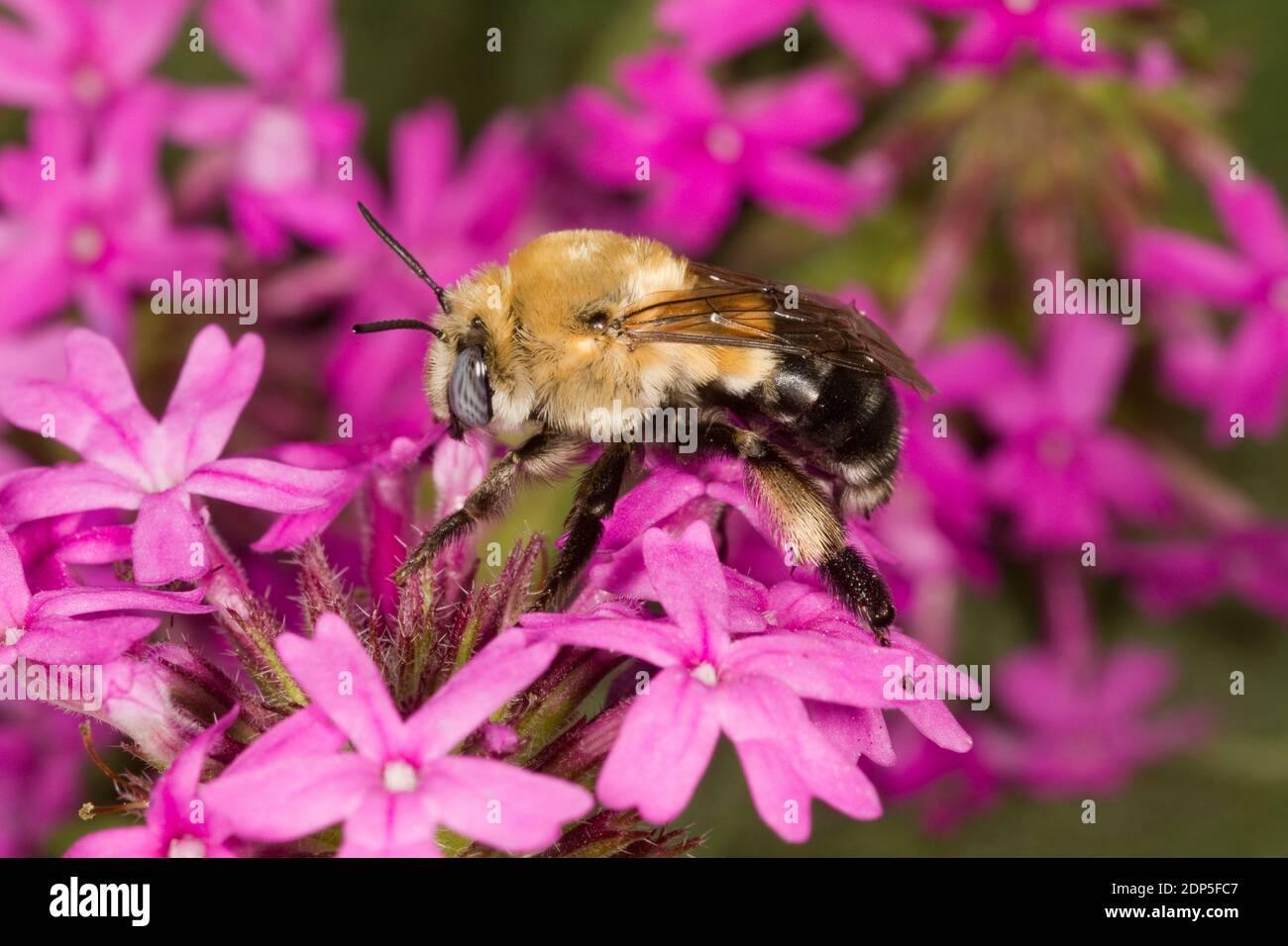 Rocky Mountain Digger Bee, Anthophora montana, Apidae. Body Length 14 mm. Nectaring at Verbena. Stock Photo