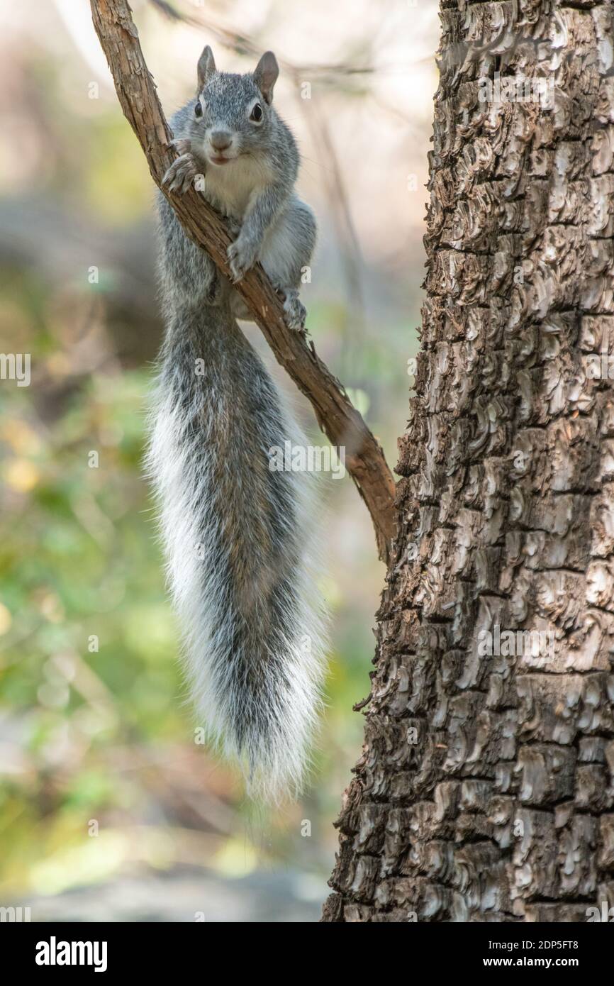 Arizona Gray Squirrel (Sciurus arizonensis) Stock Photo