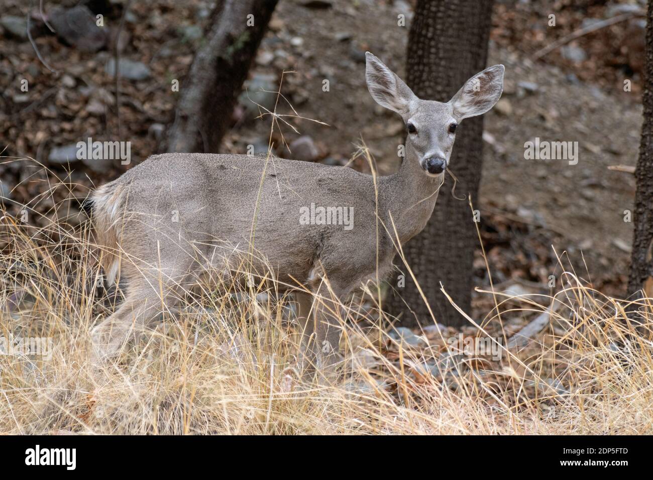 White-tailed Deer (Odocoileus virginianus) Stock Photo