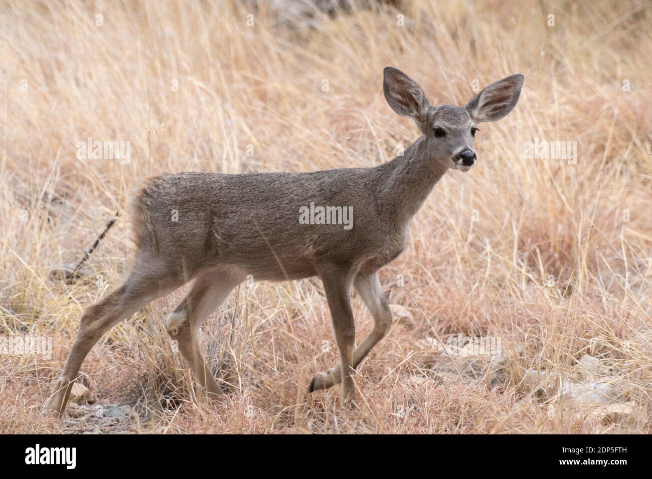 White-tailed Deer (Odocoileus virginianus) Stock Photo