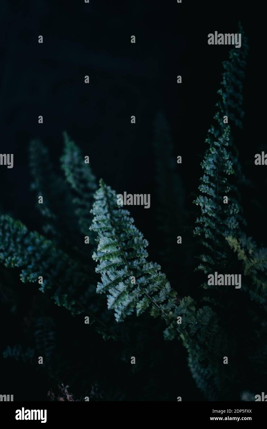 Dark green fern leaves in dark vertical background Stock Photo