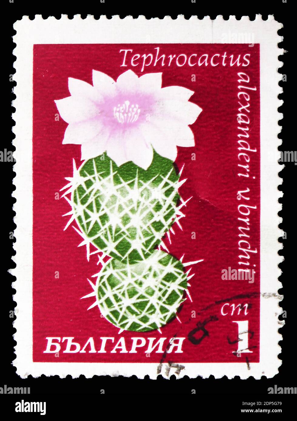 MOSCOW, RUSSIA - SEPTEMBER 15, 2018: A stamp printed in Bulgaria shows Tephrocactus alexanderi, Cactuses serie, circa 1970 Stock Photo