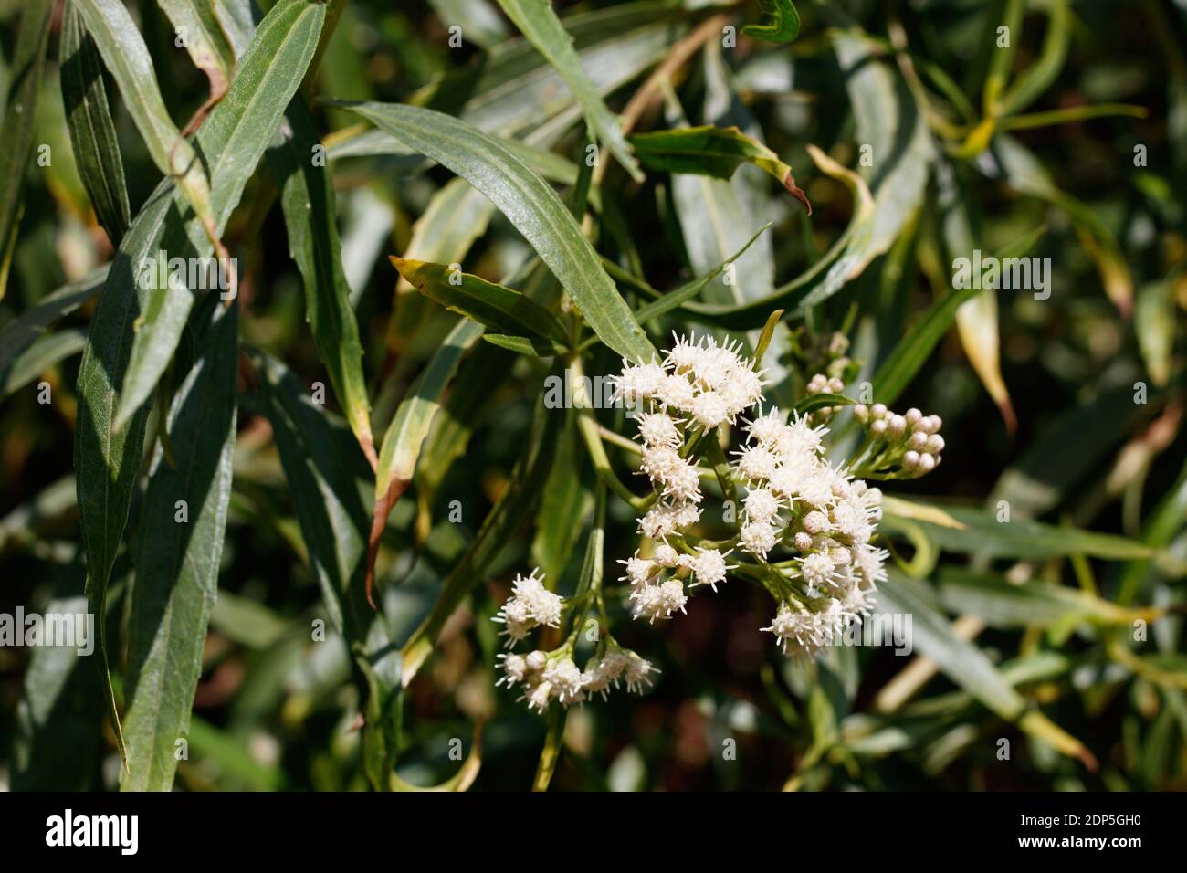 Staminate bloom, Seepwillow, Baccharis Salicifolia, Asteraceae, native dioecious shrub, Ballona Freshwater Marsh, Southern California Coast, Autumn. Stock Photo