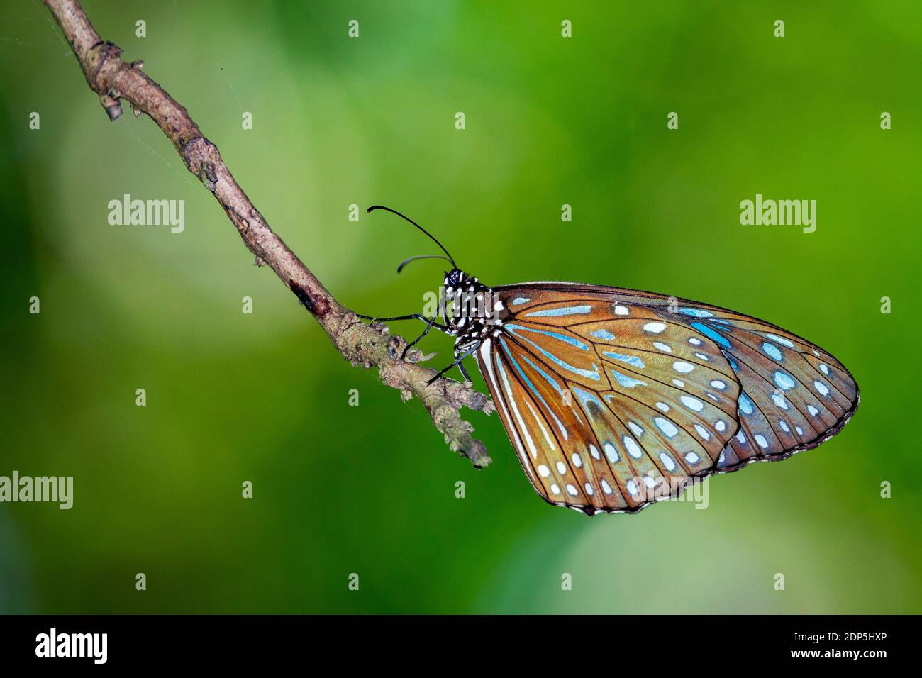 Image of a butterfly (The Pale Blue Tiger) on nature background. Insect Animal Stock Photo