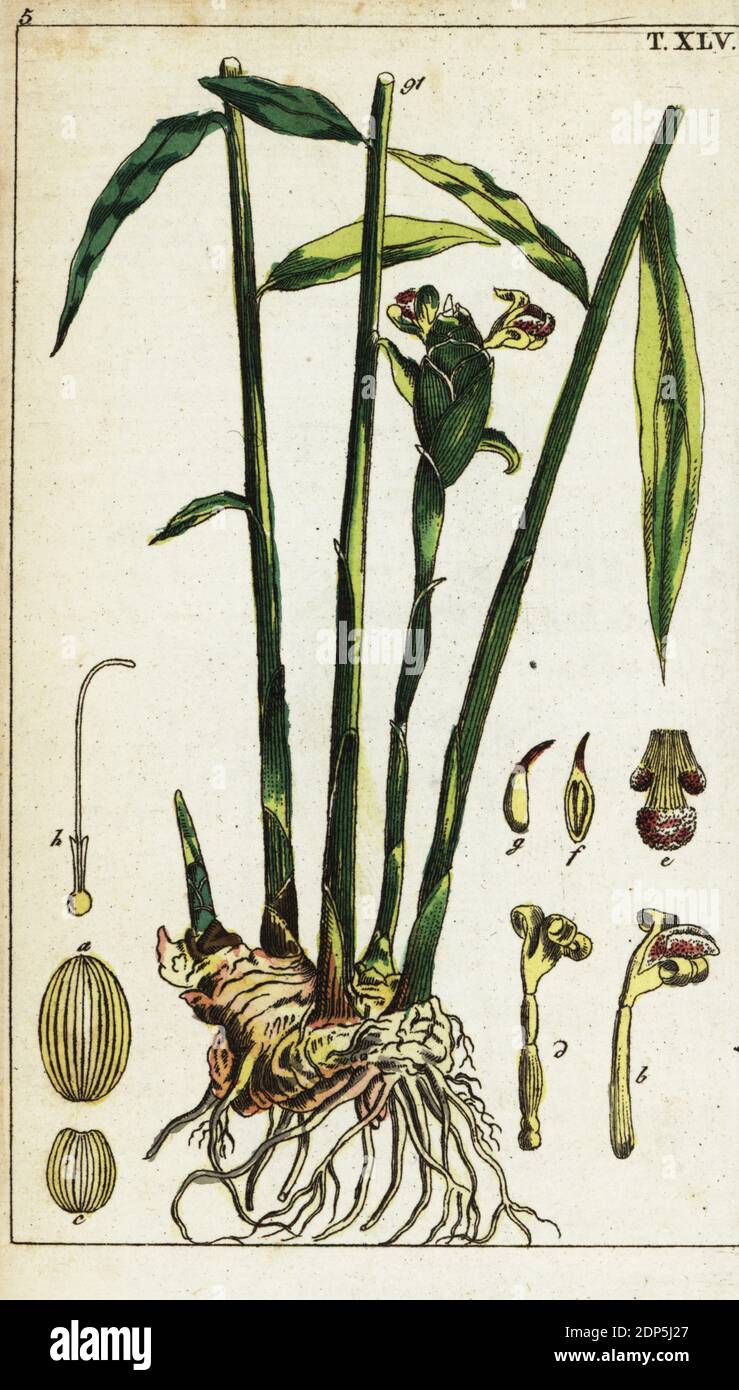 Ginger plant and root, Zingiber officinale. Amomum zingiber. Handcolored copperplate engraving of a botanical illustration from Gottlieb Tobias Wilhelm's Unterhaltungen aus der Naturgeschichte (Encyclopedia of Natural History), Vienna, 1816. Stock Photo