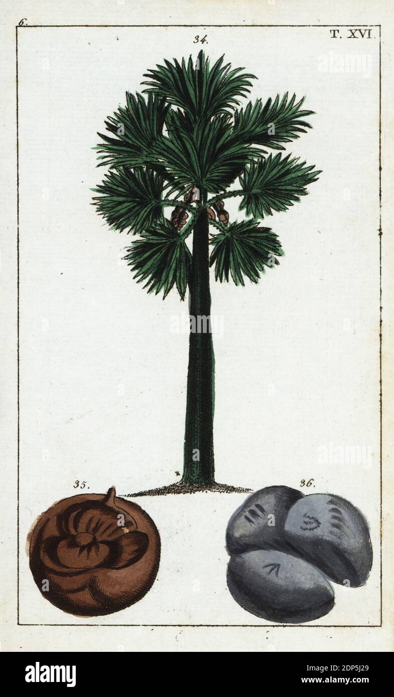 Doub palm, palmyra palm, tala palm, toddy palm, wine palm or ice apple, Borassus flabellifer. Tree and palmyra fruit. Handcolored copperplate engraving of a botanical illustration from Gottlieb Tobias Wilhelm's Unterhaltungen aus der Naturgeschichte (Encyclopedia of Natural History), Vienna, 1816. Stock Photo
