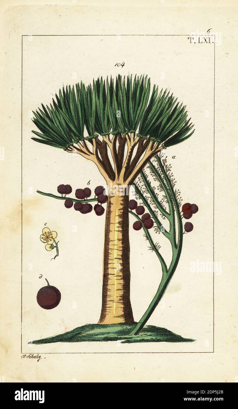 Canary Islands dragon tree or drago, Dracaena draco. Vulnerable.  Handcolored copperplate engraving by J. Schaly of a botanical illustration  from Gottlieb Tobias Wilhelm's Unterhaltungen aus der Naturgeschichte  (Encyclopedia of Natural History), Vienna,