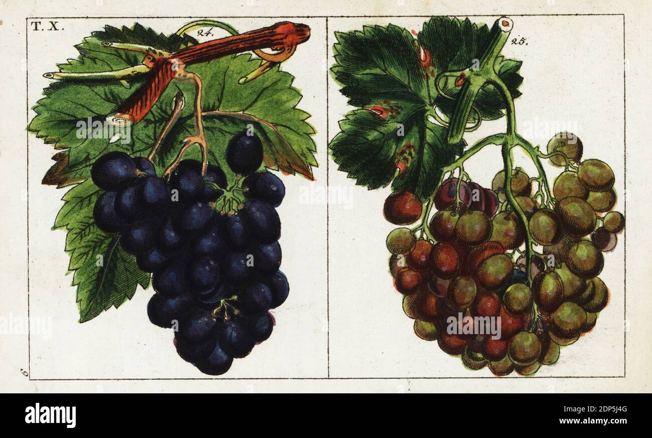 Grape varieties, Vitis vinifera. Blue grapes 24, white grapes 25
