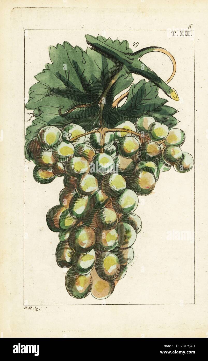 Traminar variety of grapes, Vitis vinifera. Handcolored copperplate engraving by J. Schaly of a botanical illustration from Gottlieb Tobias Wilhelm's Unterhaltungen aus der Naturgeschichte (Encyclopedia of Natural History), Vienna, 1816. Stock Photo