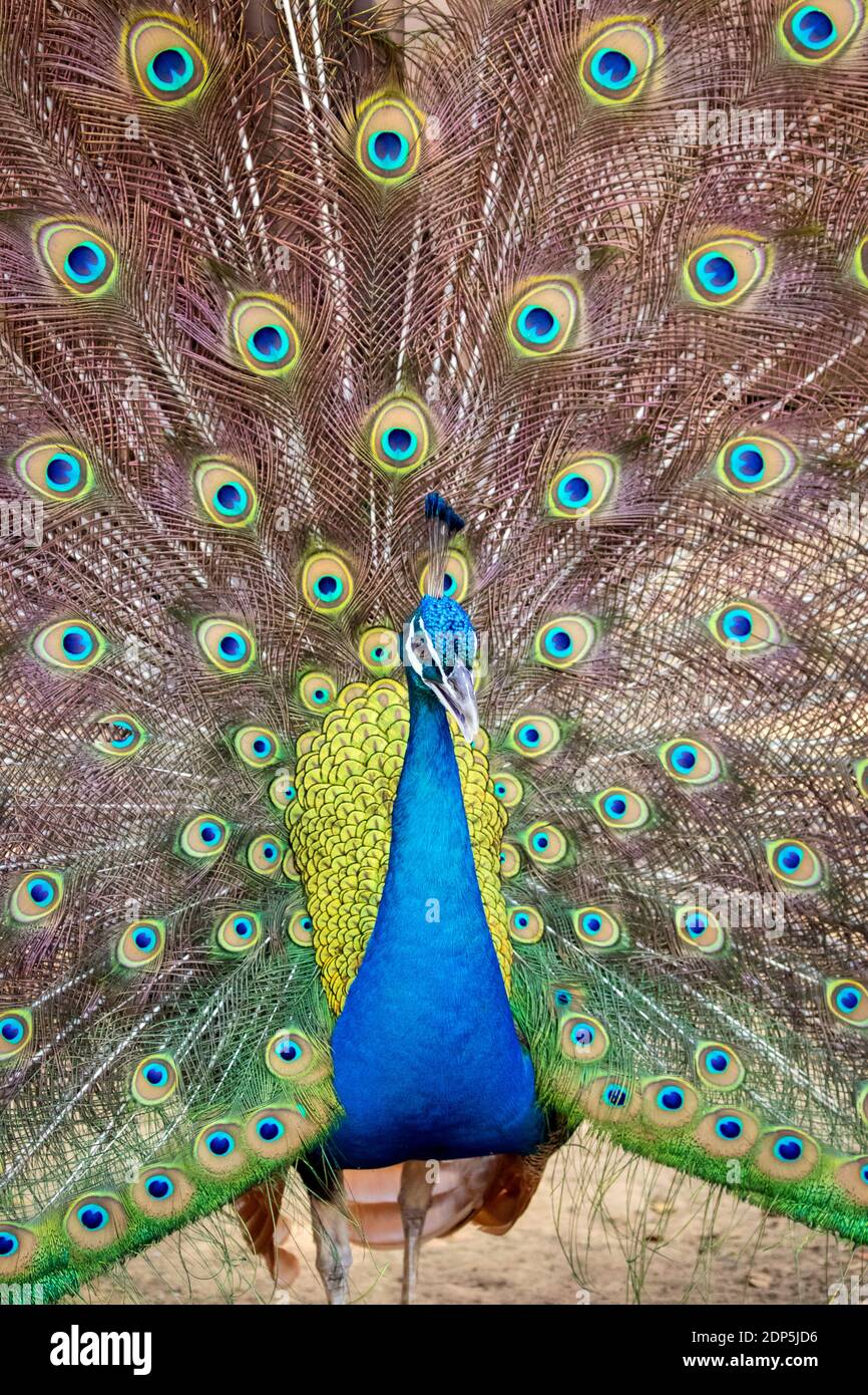 Image of a peacock showing its beautiful feathers. wild animals Stock ...