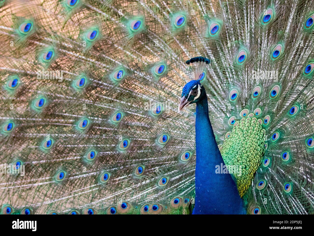 Image of a peacock showing its beautiful feathers. wild animals Stock Photo Alamy