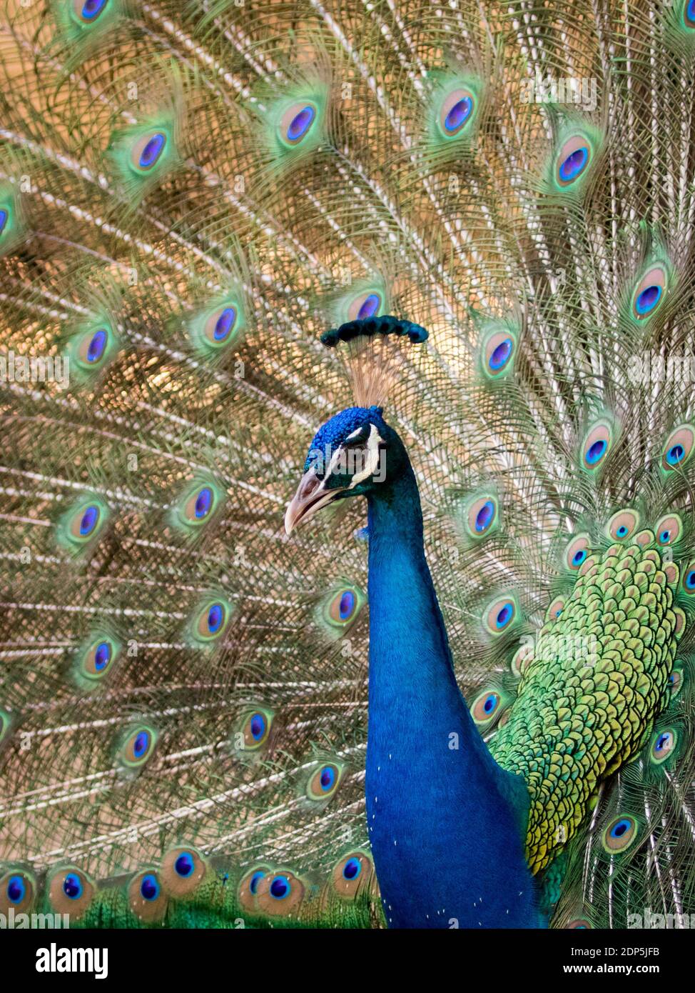 Image of a peacock showing its beautiful feathers. wild animals Stock ...