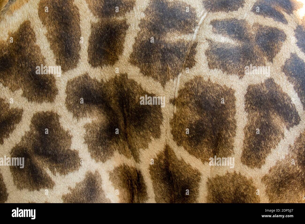 Genuine leather skin of giraffe with light and dark brown spots. Stock Photo