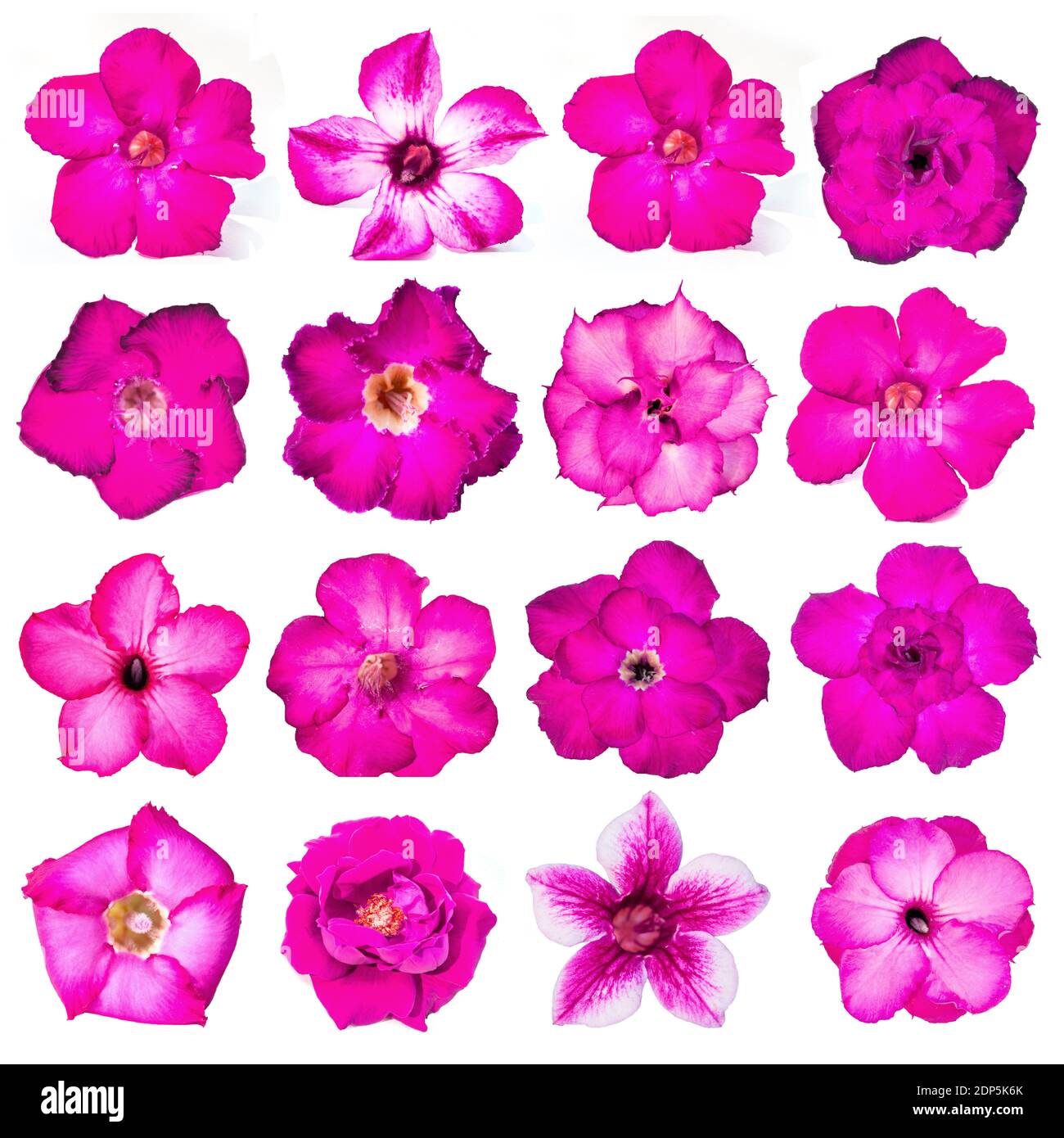 Beautiful Adenium Flowers High Resolution Stock Photography and Images ...