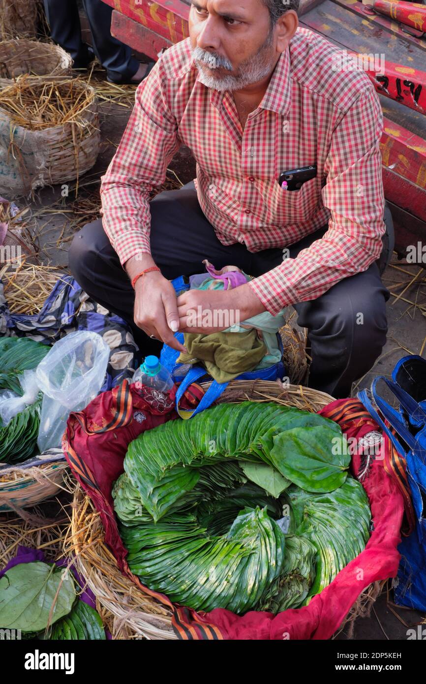 A street vendor near Null Bazar, in larger Bhendi Bazar area in Mumbai, India, sitting with a basket full of betel leaves, used to make 'paan' Stock Photo