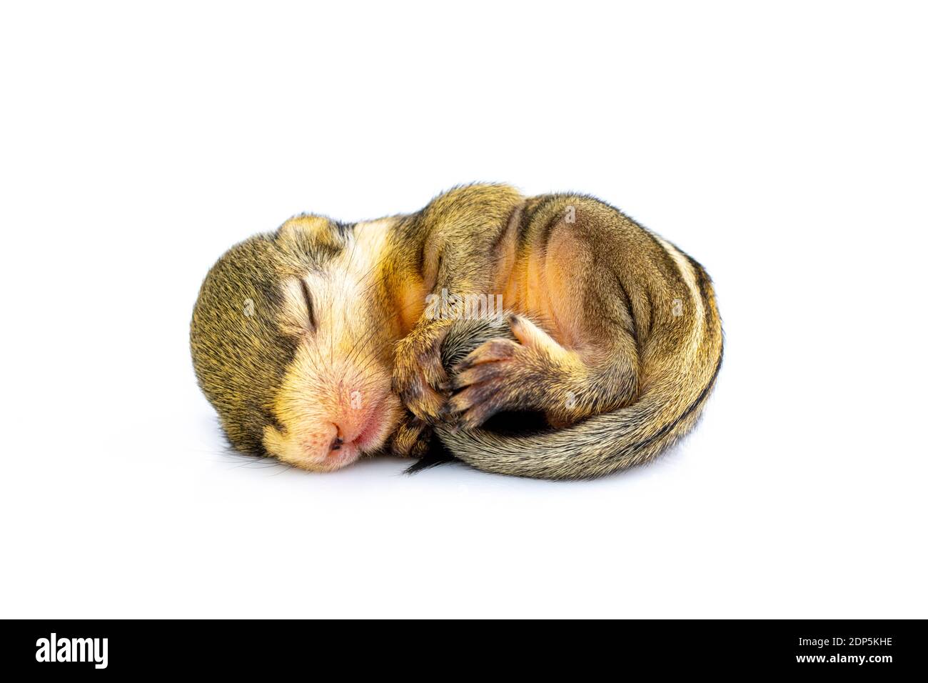 Baby himalayan striped squirrel or Baby burmese striped squirrel(Tamiops mcclellandii) on white background. Wild Animals. Stock Photo