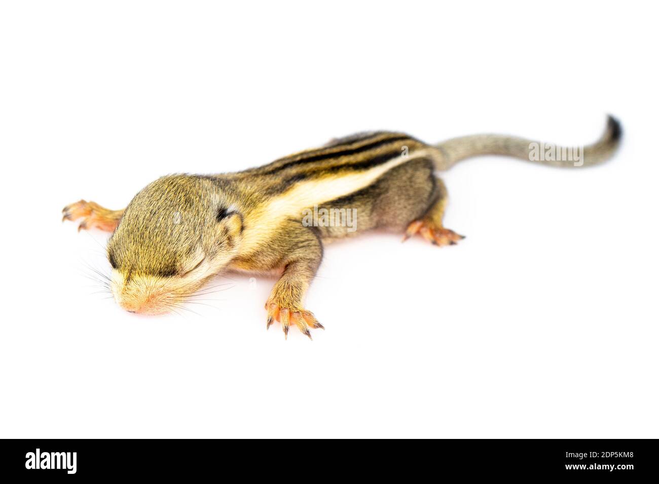 Baby himalayan striped squirrel or Baby burmese striped squirrel(Tamiops mcclellandii) on white background. Wild Animals. Stock Photo
