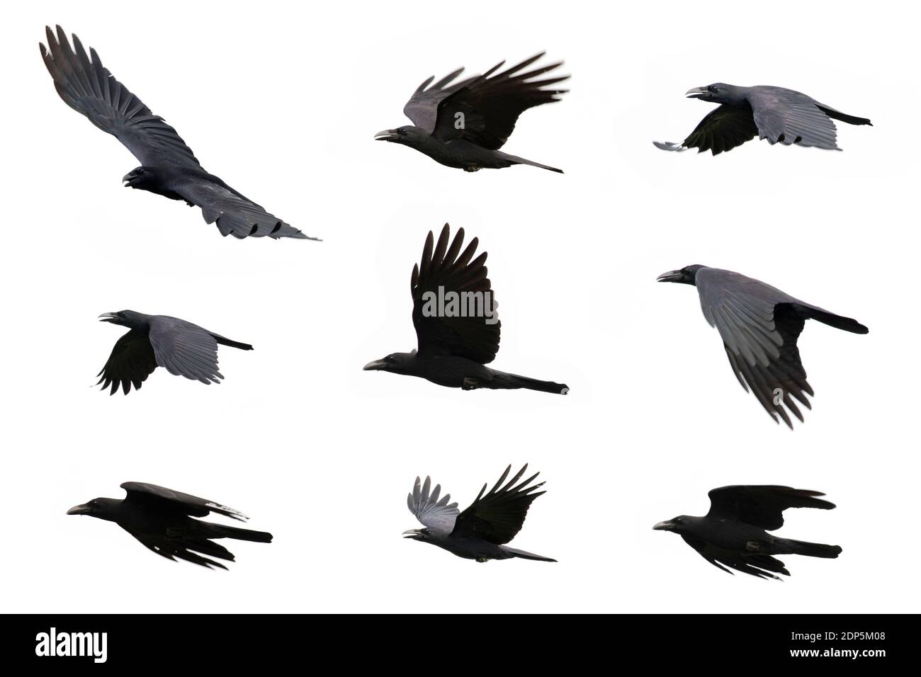 Group of black crow flying on white background. Animal. Black Bird. Stock Photo