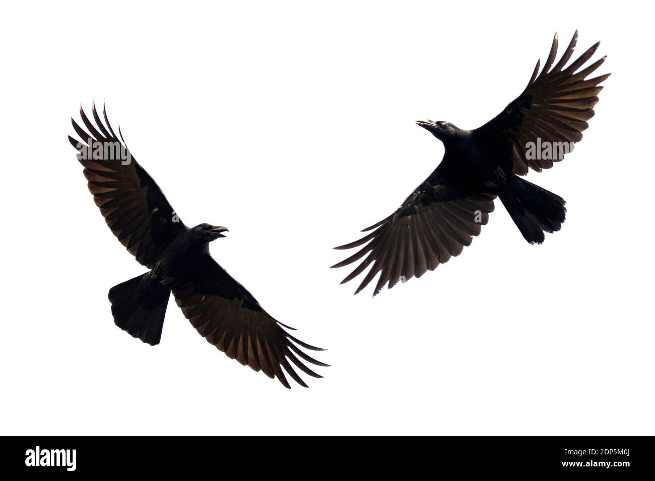 Image of black crow flying on white background. Animal. Black Bird. Stock Photo