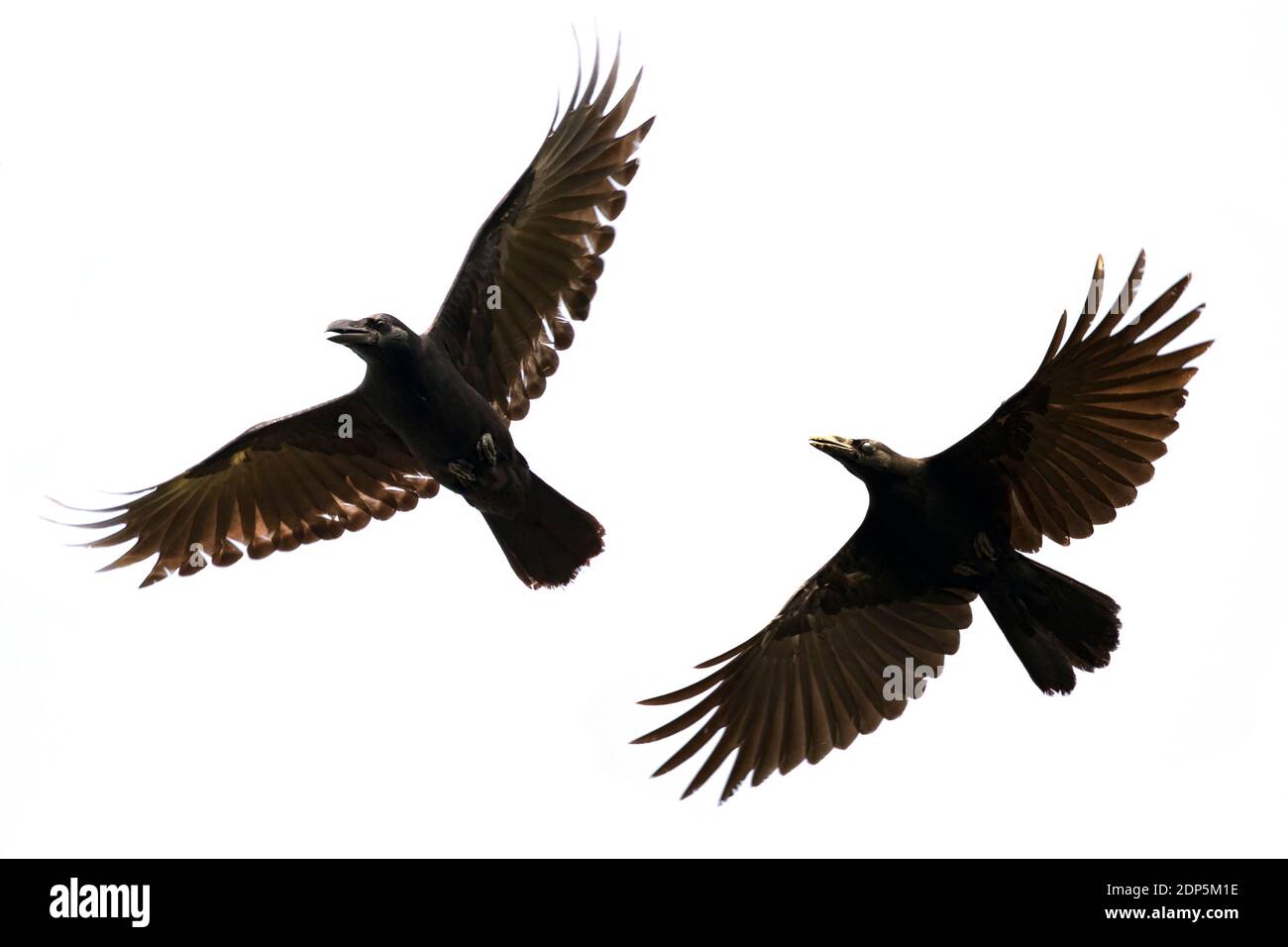 Image of black crow flying on white background. Animal. Black Bird. Stock Photo