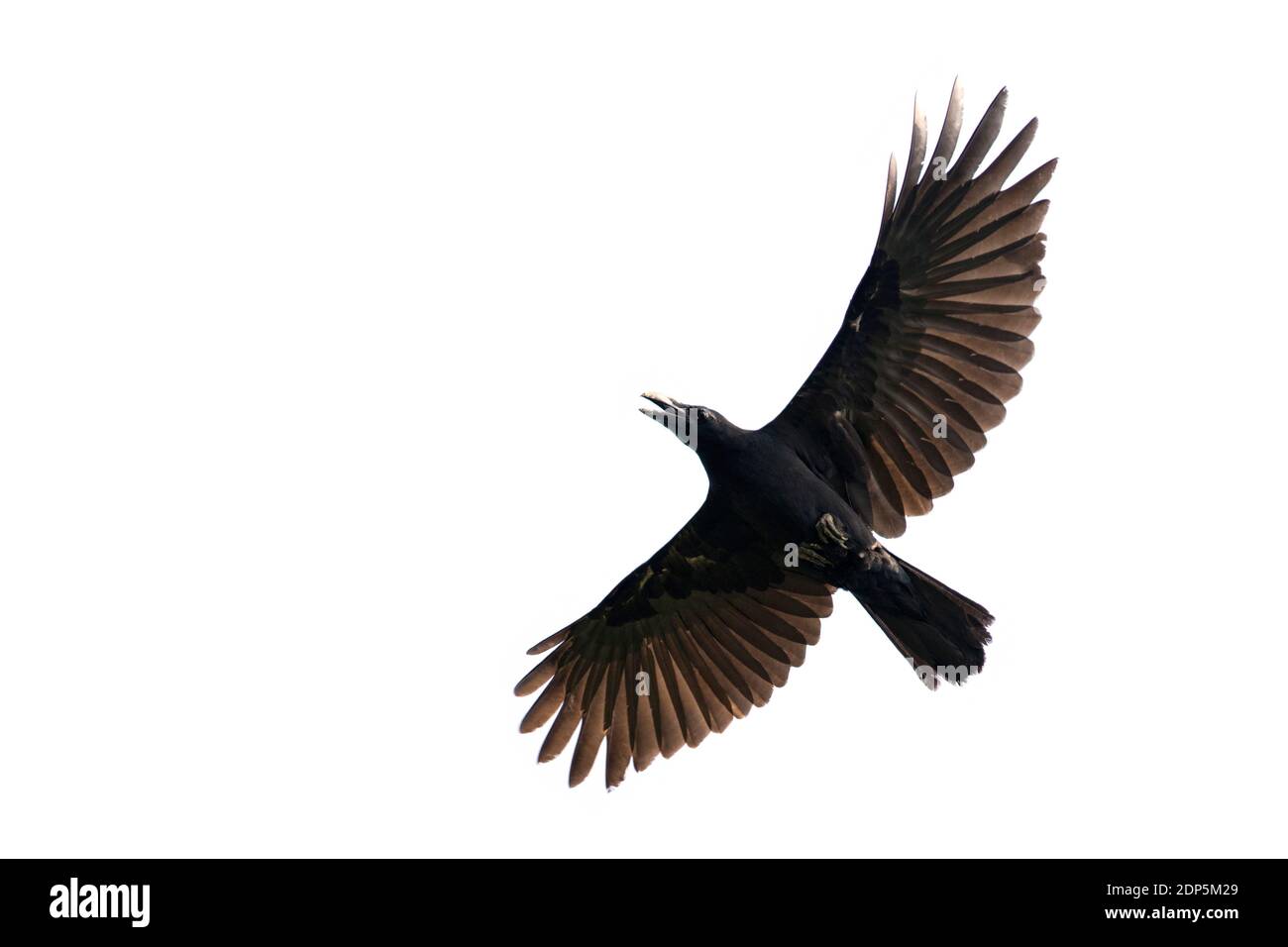 Image of black crow flying on white background. Animal. Black Bird. Stock Photo